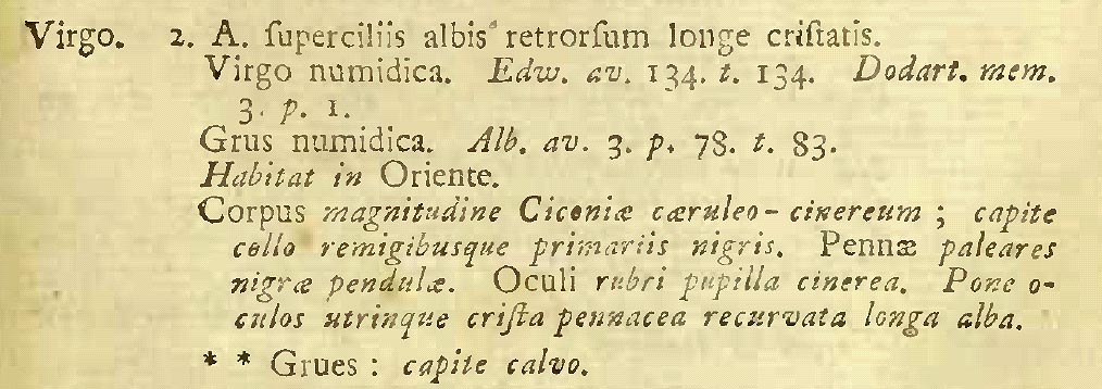 Original description by Carl Linnaeus