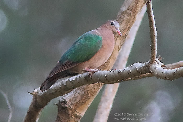 Emerald Dove, Chalcophaps indica