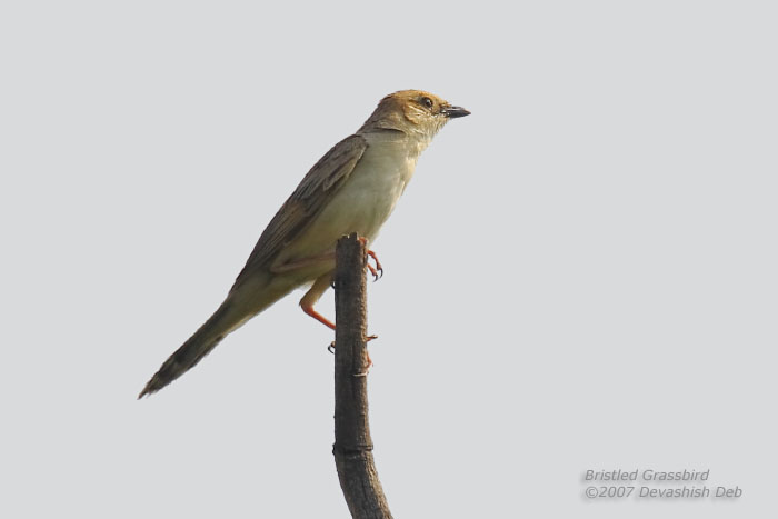 Bristled Grassbird, Chaetornis striata, Male