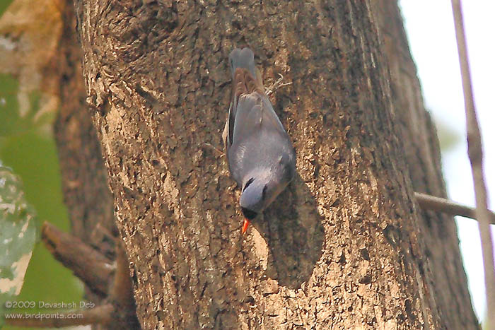 Velvet-fronted Nuthatch, Sitta frontalis frontalis
