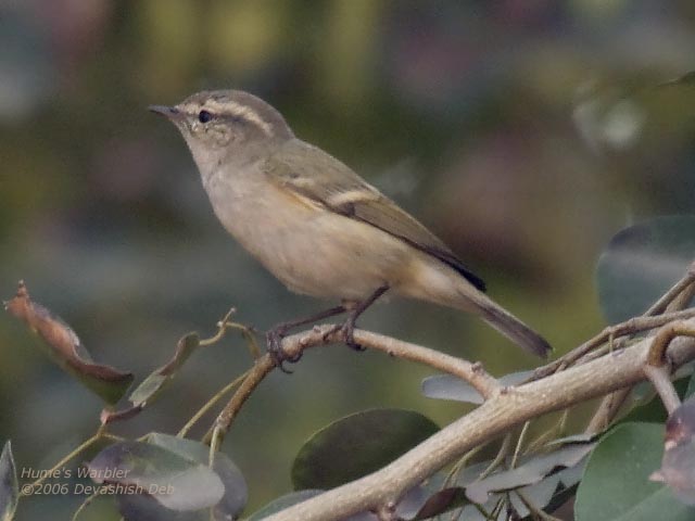Hume's Warbler, Phylloscopus humei