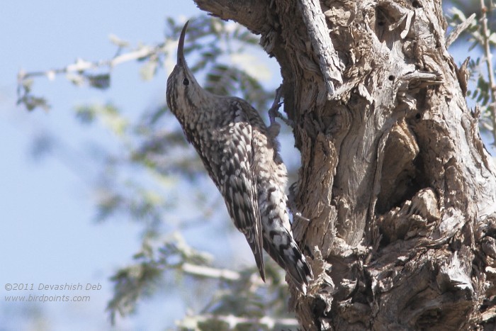 Indian Spotted Creeper, Salpornis spilonotus