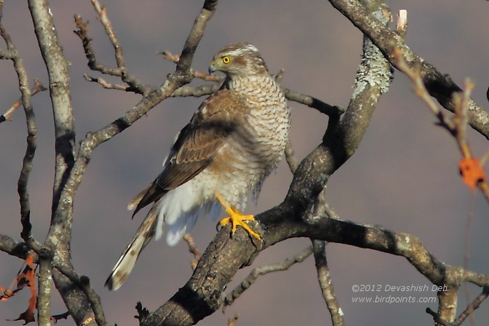 Eurasian Sparrowhawk, Adult Female