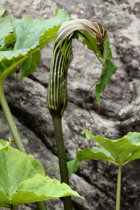 Cobra Plant, Arisaema utile