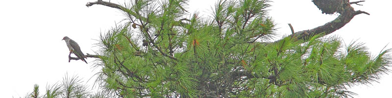 Pinus kesiya at Elephant Falls