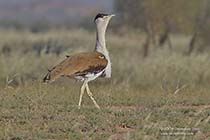 Indian Bustard, Ardeotis nigriceps