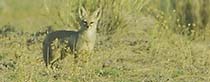 Indian Fox, Vulpes bengalensis