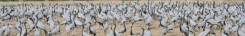 A large congregation of Demoiselle Cranes inside the legendry enclosure