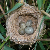 Image of Reed Warbler nest with Cuckoo egg on right