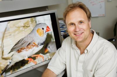 unusual pattern of gene activity in the brains of zebra finches after the birds heard an unfamiliar song