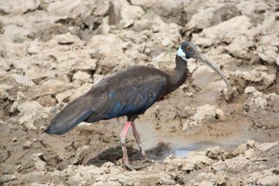 White-shouldered Ibis