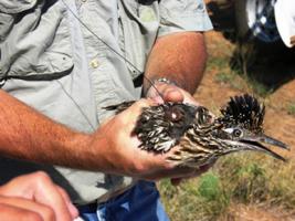 Roadrunners with radio telemetry devices