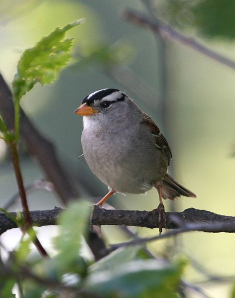 White-crowned Sparrow