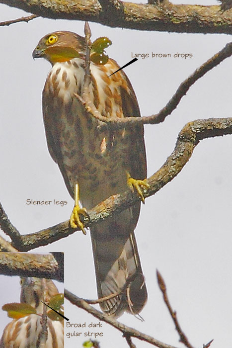 Besra, juvenile