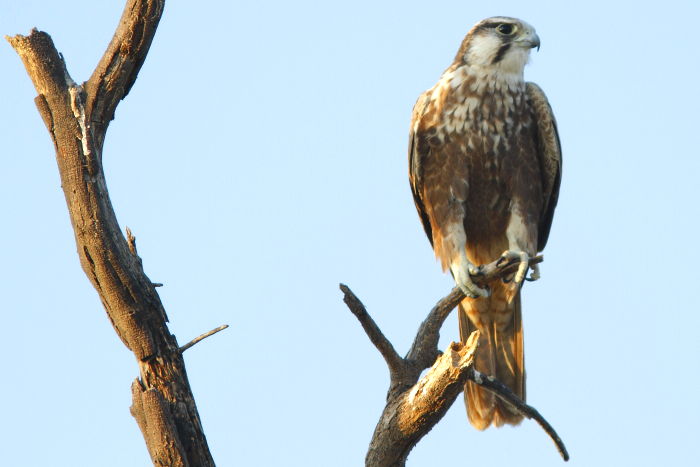 Laggar Falcon, Falco jugger