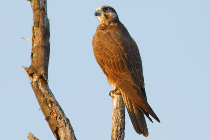 Laggar Falcon, Falco jugger