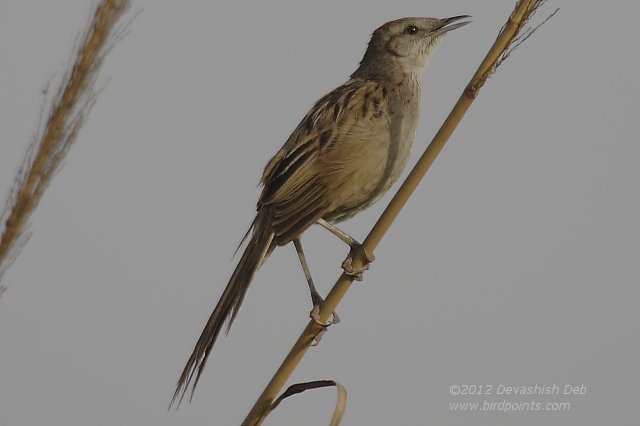 Striated Grassbird, Megalurus palustris 