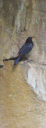 Blue Whistling Thrush nesting near the rock bee combs