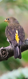 Yellow-rumped Honeyguide