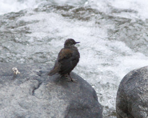 Brown Dipper on boulders