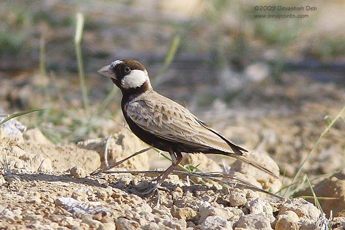 Black-crowned Sparrow Lark, Male