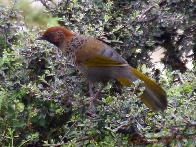 Chestnut-crowned Laughingthrush, Adult