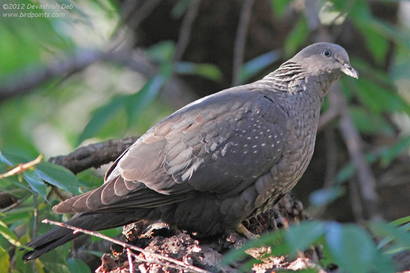 Speckled Wood Pigeon, Columba hodgsonii