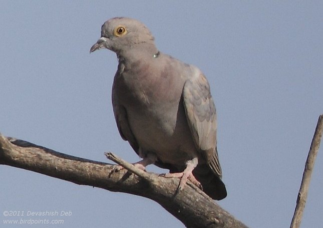 Yellow-eyed Pigeon, Columba eversmanni