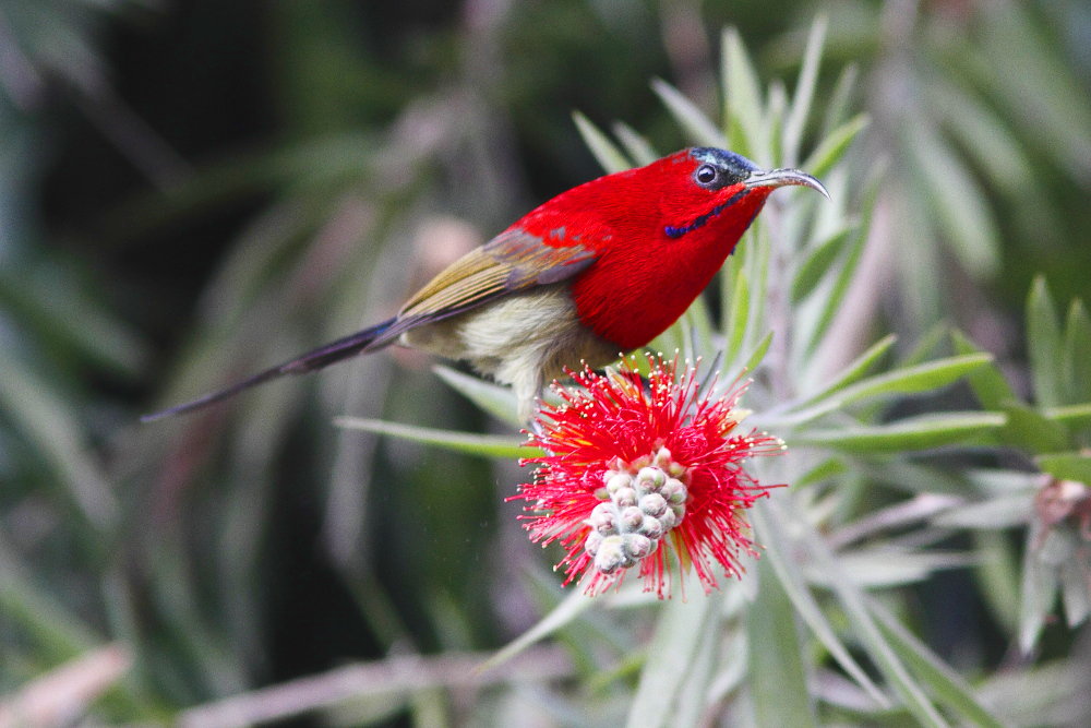 Crimson Sunbird, Aethopyga siparaja seheriae