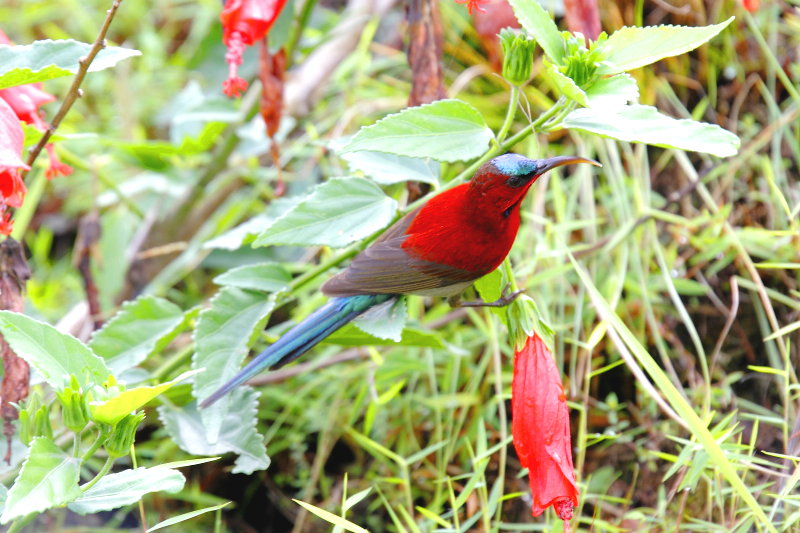 Crimson Sunbird, Aethopyga siparaja seheriae