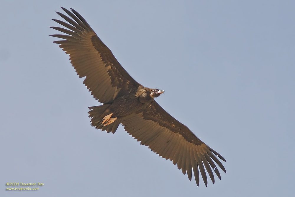 Cinereous Vulture, Aegypius monachus, Juvenile