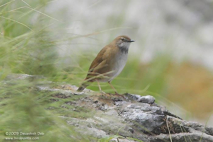 Spotted Bush Warbler, Adult