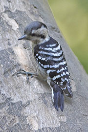 Grey-capped Pygmy Woodpecker, Dendrocopos canicapillus mitchelli, female