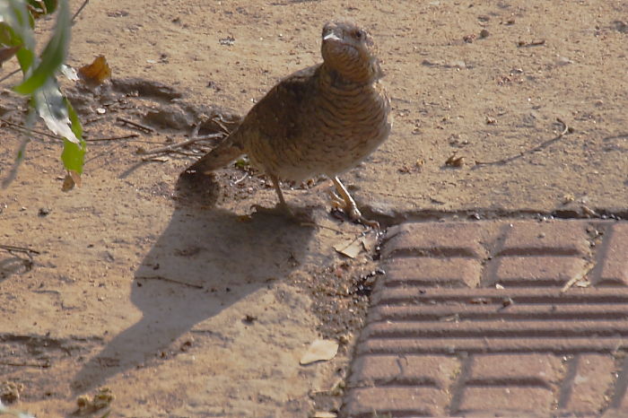 Eurasian Wryneck, Jynx torquilla