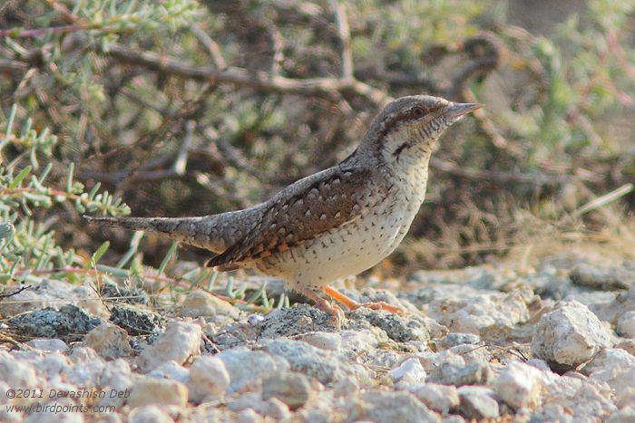 Eurasian Wryneck, Jynx torquilla